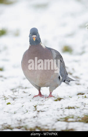 Woodpigeon (Columba palumbus) adult, in snow, West Yorkshire, England, February Stock Photo