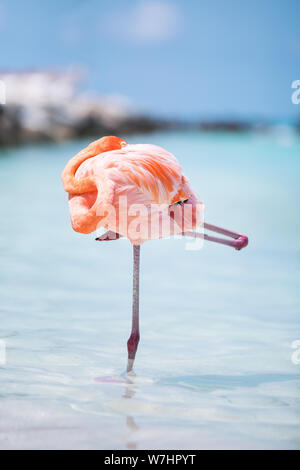 Flamingos am Flamingo Beach auf Aruba, niederländische Antillen, Flamingo am Strand Stock Photo