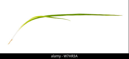scallion (green onion) isolated on white background Stock Photo