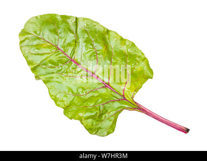 wet beet top isolated on white backgrounds Stock Photo