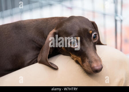 A chocolate and tan dachshund with its head resting on its master's leg and a languid look. Stock Photo