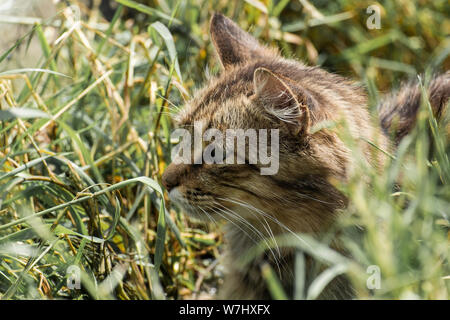 Street tabby cat monitors prey Stock Photo - Alamy