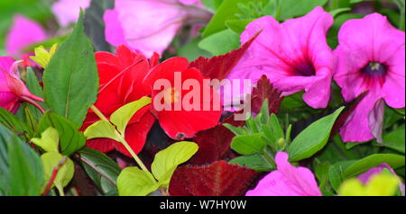 A colourful pink petunia, red large flowered begonia and yellow leaved Lysimachia nummularia 'Aurea' flowers in bloom in August in Manchester, uk Stock Photo