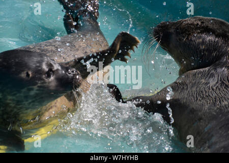 Rescued seals playing and splashing in a pool at Skegness Natureland Seal Sanctuary, Lincolnshire, UK Stock Photo