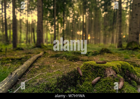 A beautiful evening in the forest, pure nature in the dawn Stock Photo