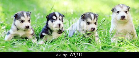 Siberian husky puppies on a green grass. Stock Photo