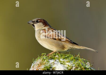 House sparrow (Passer domesticus), male in winter sits on moss, North Rhine-Westphalia, Germany