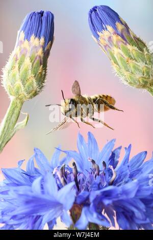 Patchwork leafcutter bee (Megachile centuncularis) in flight at the flower of a Cornflower (Cyanus segetum), Germany Stock Photo