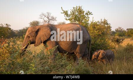 African elephants (Loxodonta africana), elephant baby behind mother in bush country, Klaserie Nature Reserve, South Africa Stock Photo