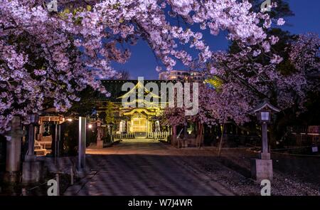 Ueno Toshogu Shrine at Night, Cherry Blossom in Spring, Ueno Park, Taito City, Tokyo, Japan Stock Photo