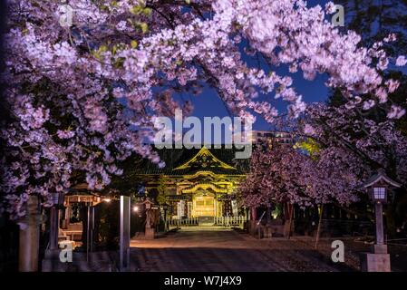 Ueno Toshogu Shrine at Night, Cherry Blossom in Spring, Ueno Park, Taito City, Tokyo, Japan Stock Photo