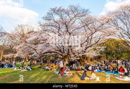 Japanese picnic under cherry blossoms in Yoyogi Park at Hanami Fest, Shibuya District, Shibuya District, Tokyo, Japan Stock Photo