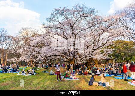 Japanese picnic under cherry blossoms in Yoyogi Park at Hanami Fest, Shibuya District, Shibuya District, Tokyo, Japan Stock Photo