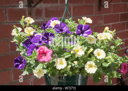 Mixed colours of Petunia Surfinia in hanging basket Pink Yellow Purple Stock Photo