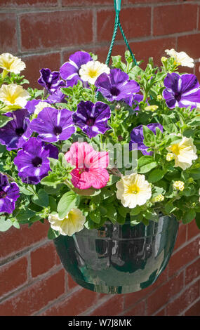 Mixed colours of Petunia Surfinia in hanging basket Pink Yellow Purple Stock Photo