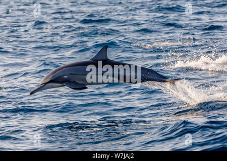 A spinner dolphin (Stenella longirostris) leaps out of the waves at high speed, seen while whale watching at Weligama on the south coast of Sri Lanka Stock Photo