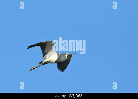 One Tricolored Heron flying against a blue sky in coastal Georgia, USA Stock Photo