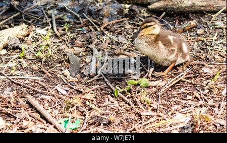 One single brown and yellow duckling standing on the dirt after leaving the water. Stock Photo