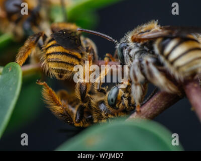 Group of fuzzy wild bees sleeping (Exomalopsis), small bee species from Brazil Stock Photo
