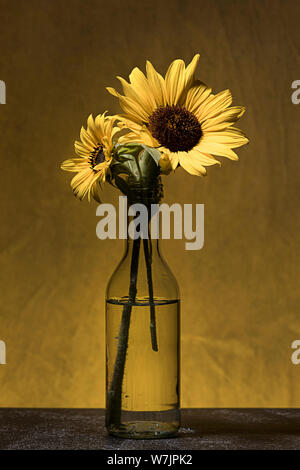 A studio fine art photo of two sunflowers in a glass vase. Stock Photo