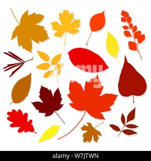 Colorful autumn leaves set on white background. Vector illustration Stock Vector