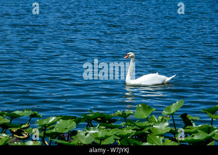 White swan swims across a blue lake with green lily pads in the foreground Stock Photo