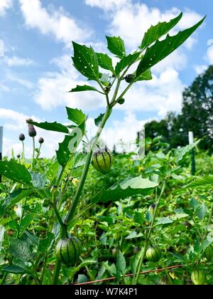 Mexican tomatillos green tomatoes with shell growing vegetables Stock Photo