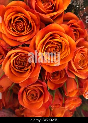 Orange Roses background beautiful flowers wallpaper crop image for design Stock Photo