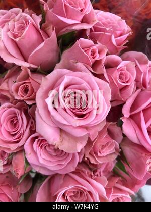 Pink Roses background beautiful flowers wallpaper crop image for design Stock Photo