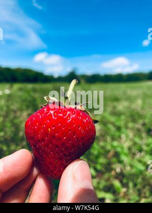 Holding strawberry farm background on a beautiful day  sweet health concept Stock Photo