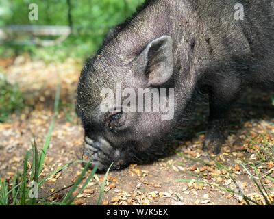 Baby pig eating outside small animal portrait Stock Photo