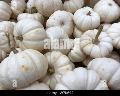 White mini pumpkins pile. Fall autumn Thanksgiving background traditional decoration and food. Stock Photo