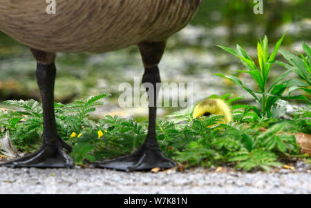 Cute little Canada goose gosling peeking under giant body of protecting parent bird Stock Photo