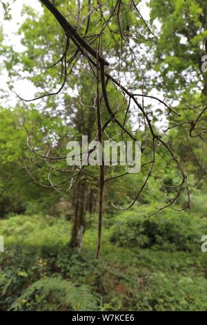 Longest Inset --FILE--The world's longest insect, a stick insect measuring 640 ...