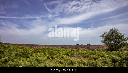 The Purple Heather on Dunwich Heath Suffolk UK Stock Photo