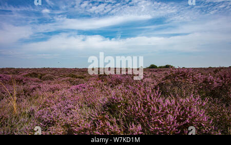 The Purple Heather on Dunwich Heath Suffolk UK Stock Photo