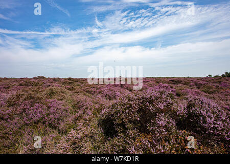 The Purple Heather on Dunwich Heath Suffolk UK Stock Photo