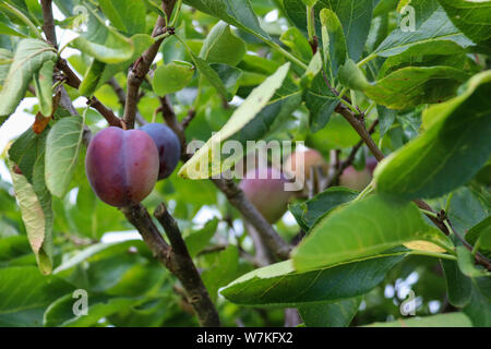 Plums on tree Stock Photo