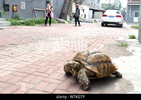 Local residents look at the giant pet tortoise raised by 83-year-old Chinese woman Hao Yulan as she walks it on a street in Changchun city, northeast Stock Photo