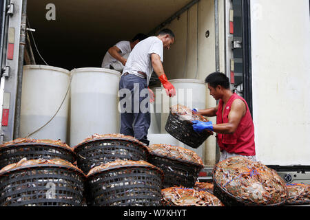 Fishermen load portunid crabs after the lifting of a three-month crabbing ban at a port in Zhoushan city, east China's Zhejiang province, 6 August 201 Stock Photo