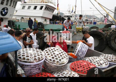 Fishermen load portunid crabs after the lifting of a three-month crabbing ban at a port in Zhoushan city, east China's Zhejiang province, 6 August 201 Stock Photo