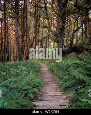 Overgrown boardwalk with ferns between Long Beach and Combers Beach in Pacific Rim National Park near Tofino, British Columbia, Canada Stock Photo
