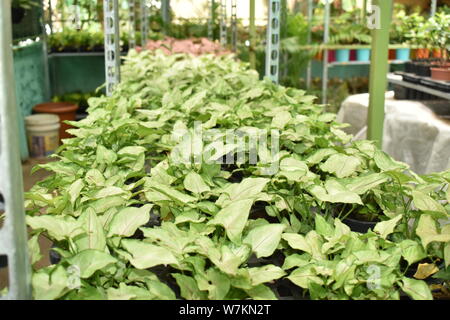 BEAUTIFUL GREEN PLANTS POTTED IN THE NURSERY Stock Photo