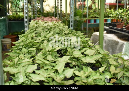 BEAUTIFUL ALOE VERA PLANTS POTTED IN THE NURSERY Stock Photo