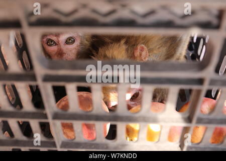 Two smuggled macaques are pictured after being rescued by Chinese coast guards in Fangchenggang city, south China's Guangxi Zhuang Autonomous Region, Stock Photo