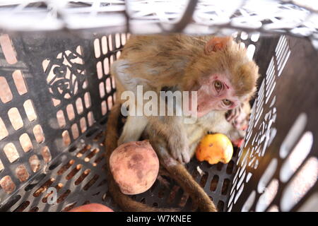 Two smuggled macaques are pictured after being rescued by Chinese coast guards in Fangchenggang city, south China's Guangxi Zhuang Autonomous Region, Stock Photo