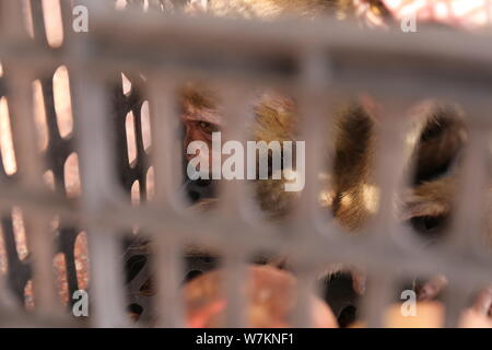 Two smuggled macaques are pictured after being rescued by Chinese coast guards in Fangchenggang city, south China's Guangxi Zhuang Autonomous Region, Stock Photo