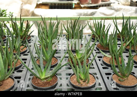 BEAUTIFUL ALOE VERA PLANTS POTTED IN THE NURSERY Stock Photo