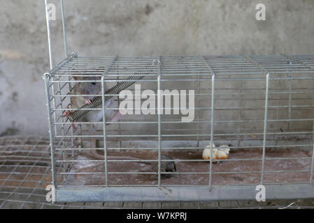 grey rat trapped in a metal cage Stock Photo