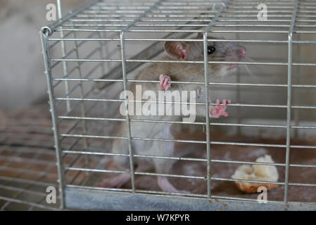 grey rat trapped in a metal cage Stock Photo